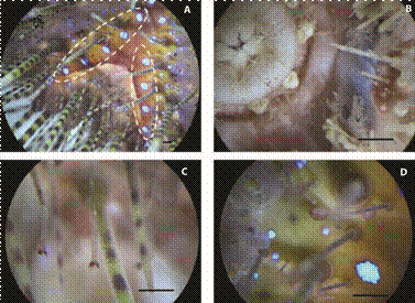 Astropyga pulvinata, living animal. A = detail of the apical interambulacral area showing the arrangement of the iridescent dots, B = peristome, C = pedicelariae showing its tissue and stalk, and D = details of the iridescent dots at one apical ambulacral area; A-D scale bar = 0.5 mm.