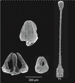 Astropyga pulvinata. Triphyllous pedicellariae and rod-like calcareous stalk (Pc).