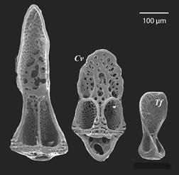 Astropyga pulvinata. Internal view of the pedicellariae valves, Td = tridentated, Cv = claviform and Tf = Triphyllous.
