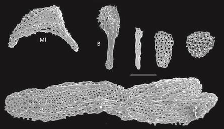 Astropyga pulvinata. Ossicles from the peristome, Ml = waning crescent shape and B = rod. Scale = 200 μm.