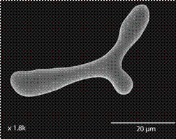 Astropyga pulvinata, esp&iacute;cula de la pared intestinal. Fig. 6. 
 Astropyga pulvinata, ossicles from the intestinal wall.
