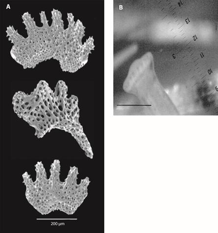 Astropyga pulvinata. A- calcareous rosettes of the tubefeet. B- detail of a tubefeet, scale = 0.25 mm.