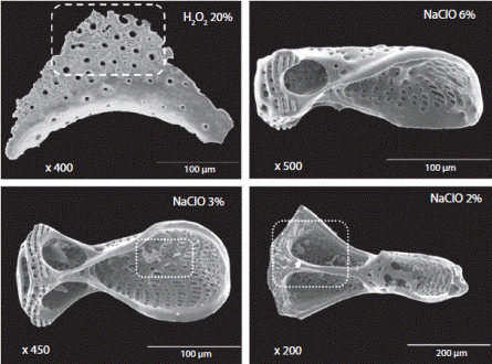 Astropyga pulvinata. Scanning electron microscope pictures showing the results on different techniques using in this work to obtaining pedicellariae; dashed line rectangle = damage on the microstructure; doted lined rectangle = debris on the microstructure.