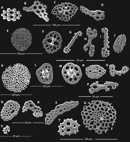 Allothyone mexicana: A. Body Wall knobbed button; B. Placoidal rod from tube feet; C. Irregular table with different endings of the spire from introvert; D. Rod from tentacles; Massinium sp.: E. Perforated plate from tube feet; F. Tables with two-pillared spire from body wall; G. and H. Simple and branched rod from tentacles; I. and J. Rod and rosette from introvert; Neothyonidium sp.: K. Perforated plate from tube feet; L. and M. Tables with spire from body wall; N. Rosette from tentacles; O. Thick rod from introvert; P. Branched rod from tentacles; Pentamera chierchiae: Q. Rosette from tentacles; R. Thick rod from introvert; S. Rod with perforations from tentacles; T. Tables with dentate margin from body wall; U. Perforated plate from tube feet; V. R. Rosette from introvert (fragment).