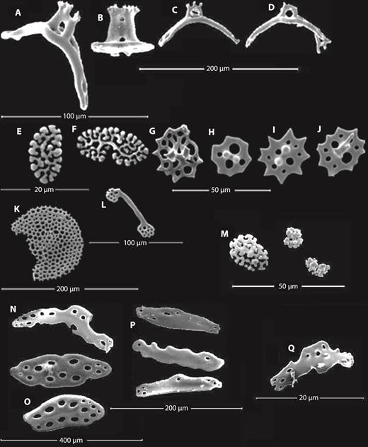 Pentamera chiloensis: A., C., D., Supporting tables from tube feet; B. Table with oval disc and dentate spire from body wall; Phyllophorus (Urodemella) occidentalis: E. Rosette from introvert; F. Rosette from tentacles; G. Table from introvert; H., I., J. Tables with dentate margin from body wall; K. Perforated plate from tube feet; L. Rods from tentacles; Stolus cognatus: M. Rosettes form introvert; N. and Q. Rods from tentacles; O. Long plates from body wall; P. Thick rods from tube feet.