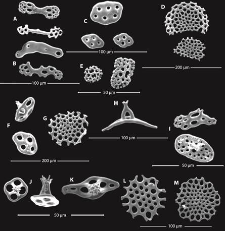 Thyone benti: A; Barrotes de los tent&aacute;culos; B. Barrotes de los pies ambulacrales; C. Tablas del tegumento; D. Placas perforadas de los pies ambulacrales; E. Rosetas del introverso; Thyone bidentata: F. Tablas ovaladas del tegumento; G. Placa perforada de los pies ambulacrales; H. Tabla de soporte del tegumento; I. Barrote irregular de los tent&aacute;culos y tabla del introverso; Thyone fusus: J. y K. Tablas romboidales del tegumento; L. y M. Placas perforadas de los pies ambulacrales. Fig. 3. 
 Thyone benti: A. Rods from tentacles; B. Rods form tube feet; C. Tables from body wall; D. Perforated plate from tube feet; E. Rosettes from introvert; Thyone bidentata: F. Table with oval disc form body wall; G. Perforated plate from tube feet; H. Supporting table from body wall; I. Irregular rod from tentacles and table from introvert; Thyone fusus: J. and K. Rhomboid tables from body wall; L. and M. Perforated plates from tube feet.