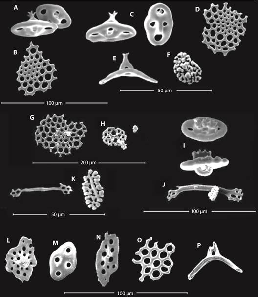 Thyone parafusus: A. and C. Tables with a handle in inner surface from the body wall; B., D., and E. Perforated plates and supporting table from tube feet; F. Rosette from tentacles; Thyone pseudofusus: G. Perforated plate from tube feet; H. Perforated plate and rosette from introvert; I. Tables from body wall; J. and K. Rod and rosette from tentacles; Thyone strangeri: L., M., and N. Irregular tables from body wall; O. Perforated plate from tube feet; P. Supporting table from tube feet.