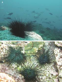 Diadema mexicanum at A) Isla del Coco, Costa Rica (August 2007. Photograph courtesy of Stuart Banks) and at B) Ixtapa-Zihuatanejo, M&eacute;xico (February 2010).