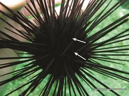 Adult exemplar of Centrostephanus coronatus at Bah&iacute;a de los &Aacute;ngeles, M&eacute;xico. Arrows indicate the purples tips of the club-spines on the aboral side. Scale: 2 cm.