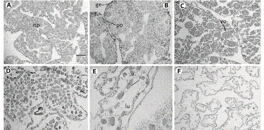 Histological sections from female gonad of L. variegatus. A: Resting: oogenic tubules were filled by nutritive phagocytes; B: Proliferative: development of oocytes in the germinal epithelium and depletion of nutritive phagocytes; C: Premature: previtellogenic oocytes increasing in size; D: Mature: vitellogenic oocytes filling the lumen; E: Spent: tubules showed few relict oocytes, phagocitosis is evident; F: Late spent individual. Any cell was found in the vacated lumen. np = nutritive phagocytes, ge = germinal epithelium po = previtellogenic oocyte, vo = vitellogenic oocyte, ro = relict oocyte, lu = lumen. Scale bar: 50 µm.