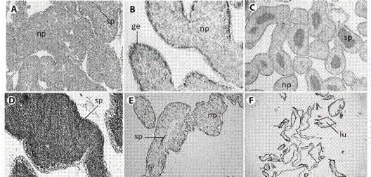 Histological sections from male gonad of L. variegatus. A: Resting. spermatogenic tubules were filled by nutritive phagocytes, some amount of spermatozoa can occur; B: Proliferative. Nutritive phagocytes filling the lumen, germinal epithelium can be observed; C: Premature: spermatozoa quantity x depletion of nutritive phagocytes increasing; D: Mature: maximum concentration of spermatozoa; E: Spent:. few spermatozoa occupies a reduced lumen; F: Late spent individual: advanced lysing of tissue. np = nutritive phagocytes, ge = germinal epithelium, sp = spermatozoa, lu = lumen. Scale bar = 50 µm.