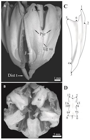 Arbacia dufresnii Aristotle’s lantern of obtained from a Scanning Electron Microscope. Lateral (A) and aboral (B) views of and schematic representations of a jaw, (C) and a rotula (D) with the location of landmarks.
