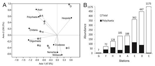 A) Correspondence analysis showed the ordination of the decaying wood samples (A-H), and the abundance by groups (vectors); B) Contribution of the polychaetes in the total abundance by station. The stations of the decaying wood are sort from low to high total abundance.