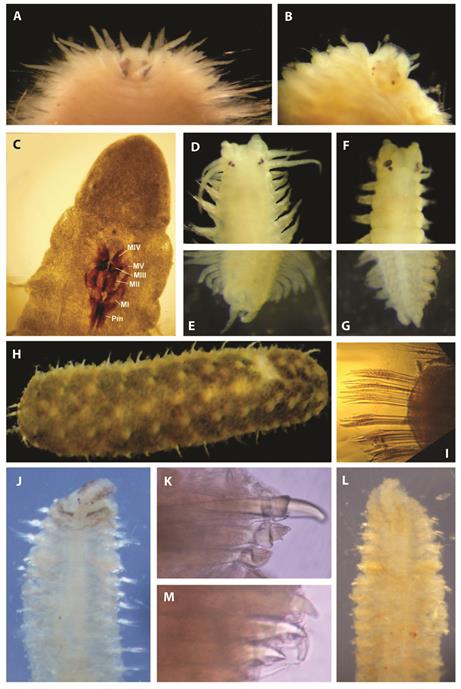Polychaeta new records; Linopherus oculata (Treadwell, 1941), A) sexually mature specimen with two pair of large eyes, B) no mature specimens; Socoletoma uncinigera (Hartmann-Schr&ouml;der, 1959), C) five pairs of maxillas (MI-MV) and Pm: carriers; Namalycastis kartaboensis (Treadwell, 1926), D) anterior end, E) pygidium; Namanereis sp., F) anterior end, G) pygidium; Lepidonotus spiculus (Treadwell, 1906), H) dorsal view, I) thorny unidentate neurosetae; Boccardia proboscidea Hartman, 1940, J) anterior end, K) densely bristle-topped setae of setiger five; Polydora rickettsiWoodwick, 1961, L) anterior end, M) modified setae with lateral teeth of setiger five. T&eacute;rraba mangrove, Costa Rica.