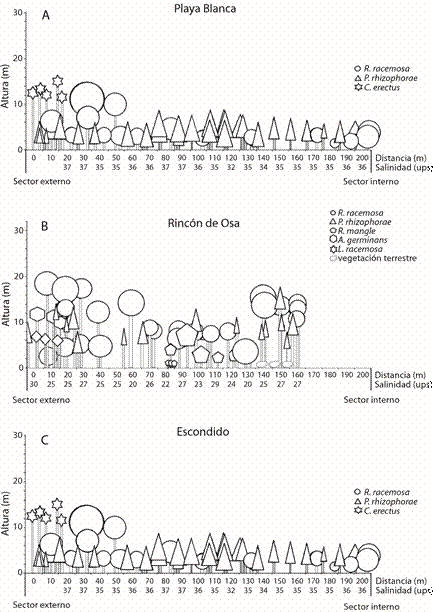 Profiles describing the mangrove vegetation at (A) Playa Blanca; (B) Rincon de Osa; and (C) Escondido, Golfo Dulce, Costa Rica.