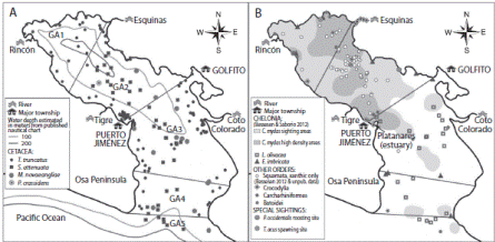 Location of sighting points for several marine vertebrates observed at Golfo Dulce, divided by geographical area (GA1-5). (A) Cetaceans; (B) Chelonids and other taxa. The Pseudorca sighting and the crocodylia sighting south of Puerto Jim&eacute;nez were off-survey. Some orders/species sighted during the surveys are not included. 