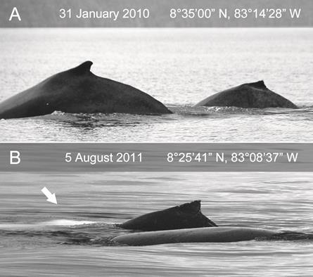 M. novaeangliae mother-calf pairs inside Golfo Dulce during both dry and rainy seasons. (A) traveling in midwaters between Puerto Jim&eacute;nez and Golfito, North Pacific migration period; (B) nursing behavior, milk visible in water (arrow),Southern Ocean migration period.