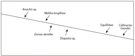 Vertical distribution of the main invertebrate taxa found Playa Barco, from the upper intertidar (left) to the lower intertidal (right). Punta Burica, 2008.