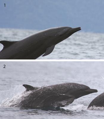Pantropical spotted dolphin, potential different ecotypes in Golfo Dulce: 1) S attenuata at the inner basin of Golfo Dulce (24/07/2012). 2) The form present at the transitional oceanic area (19/06/2011) might correspond with the description of S. a. graffmani.