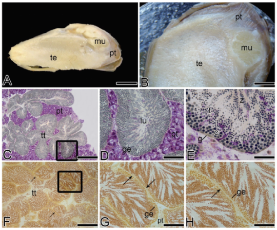 Macroscopic and microscopic features of a testis of the golden mussel L. fortunei. (A) Macroscopic general view of a testis in spawning capable phase. (B) Partial view of a testis in the spawning capable phase. (C) Photomicrograph of a histological longitudinal section of testicular tubules and pallial tissue. Note the anastomosed testicular tubules form sinuous channels. (D) Detail of a testicular tubule showing a radial pattern of germ cell disposition, lumen, germinal epithelium and pallial tissue. (E) Note from the periphery to the lumen of the tubules: spermatogonia, spermatocytes, spermatids and spermatozoa. (C-E) Stained with Periodic-acid Schiff (PAS)/Haematoxylin/MetanilYellow. (F) General view of testicular tubules and basement membrane (arrow). (G) Detail of testicular tubules and very fine, delicate basement membrane (arrow) in brownish black stain using Reticulin method, germinal epithelium and pallial tissue. (H) Detail of basement membrane (arrow) and germinal epithelium. c, spermatocytes; g, spermatogonia; ge, germinal epithelium; lu, lumen; mu, muscle; pt,pallial tissue; t, spermatids; te, testis; tt, testicular tubules; z, spermatozoa. Scale bars: A=4 mm; B=2 mm; C=200 μm; D=50 μm; E=20 μm; F=200 μm; G=100 μm; H=30 μm.