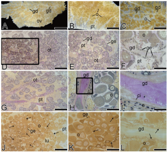 Macroscopic features of an ovary of the golden mussel L. fortunei. (A-C) View of an ovary in spawning capable phase and visible oocytes, pallial tissue and gonadal duct. (D-I) Microscopic features of a longitudinal ovary section of the golden mussel (Periodic-acid Schiff (PAS)/Haematoxylin/Metanil Yellow). (D-E) General view of an ovary in spawning capable phase showing the organization of an ovarian tubule, gonadal duct, pallial tissue and germinal epithelium. (F) Detail of a gonadal duct with germinal epithelium, pallial tissue and oocyte. (G) General view of a longitudinal section of an ovary. (H-I) Detail of gonadal duct showing cilia and epithelium. (J-L) Photomicrograph of a longitudinal section of an ovary in spawning capable phase stained using the Reticulin Method. (J) General view of an ovary showing the basement membrane (arrows) and ovarian tubules stained in brownish black, germinal epithelium, oocyte, lumen and pallial tissue. (K) Detail of the basement membrane (arrows) delimitating the ovarian tubules full of oocytes. (L) Detail of a gonadal duct with the ciliated epithelium resting on the basement membrane (arrows). ci, cilia; e, epithelium; gd, gonadal duct; ge, germinal epithelium; lu, lumen; o, oocytes; ot, ovarian tubule; ov, ovary; pt, pallial tissue. Scale bars: A=16 mm; B=8 mm; C=10 mm; D=500 μm; E, F, G=200 μm; H, I, J =100 μm; K=20 μm; L=50 μm.