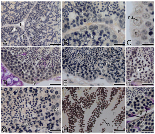 Photomicrograph illustrating part of the testicular tubules of the golden mussel L. fortunei (Light Microscopy, Periodic-acid Schiff (PAS)/Haematoxylin/Metanil Yellow). (A) General view of part of the testicular tubules, pallial tissue, germinal epithelium, spermatogonia, spermatocytes, spermatids and spermatozoa. (B) Detail of the testis, showing the germinal epithelium with spermatogonia, spermatocytes, spermatids, spermatozoa and pallial tissue. (C) Detail of spermatogonia and nucleolus. (D) View of part of the testicular tubules, showing spermatogonia, primary spermatocytes and spermatids. (E) Detail of the testicular tubules with primary spermatocytes, secondary spermatocytes in pachytene and spermatids. (F) Secondary spermatocytes in metaphase and spermatids. (G) Primary spermatocytes, secondary spermatocytes and spermatids. (H) Detail of spermatozoa, nucleus and flagellum. (I) Detail of the germinal epithelium showing spermatogonia and Sertoli cells stained in magenta. c, spermatocytes; ge, germinal epithelium; fl, flagellum; g, spermatogonia; n, nucleus; nu, nucleolus; pc, primary spermatocytes; pt, pallial tissue; S, Sertoli cells; sc, secondary spermatocytes; t, spermatids; z, spermatozoa. Scale bars: A=30 μm; B, D, E, F, G, H, I=10 μm; C= 5μm.