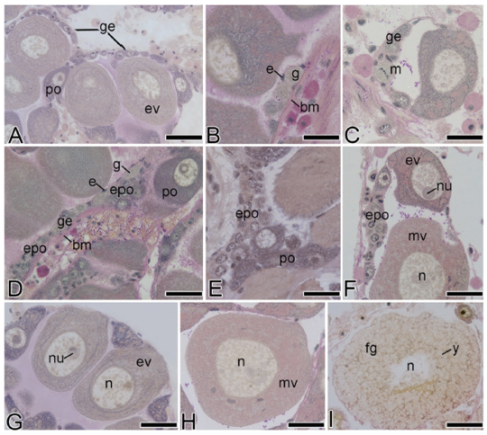 Partial view of longitudinal sections of an ovary of the golden mussel L. fortunei in different phases of germ cell development (Light Microscopy, Periodic-acid Schiff (PAS)/Hematoxylin/Metanil Yellow). (A) General view of the germinal epithelium composed of cell nests, previtellogenic oocytes and early vitellogenic oocytes. (B) Detail of cell nests composed of oogonia, which rest on the basement membrane and epithelial cells. (C) Detail of nest showing oogonium in metaphase and germinal epithelium. (D) General view of a nest which rests on the basement membrane, composed of oogonium, epithelial cells, early prophasic oocytes and vitellogenic oocytes. (E) General view of cell nest with early prophasic oocytes and previtellogenic oocytes stages. (F) Detail of cell nests showing early prophasic oocytes, early vitellogenic oocytes, nucleolus, nucleus and middle vitellogenic oocytes. (G) Partial view of an ovarian tubule with early vitellogenic oocytes, nucleus and nucleolus. (H) Detail showing middle vitellogenic oocytes attached to the germinal epithelium. (I) General view of full-grown oocytes, nucleus and yolked globules. bm, basement membrane; e, epithelial cells; epo, early prophasic oocytes; ev, early vitellogenic oocytes; fg, full-grown oocytes; g, oogonia; ge, germinal epithelium; m, metaphase; mv, middle vitellogenic oocytes; n, nucleus; nu, nucleolus; po, previtellogenic oocytes; y, yolked globules. Scale bars: A=50 μm; B, C, D, E, F=20 μm; G=50 μm; H=40 μm; I=60 μm.