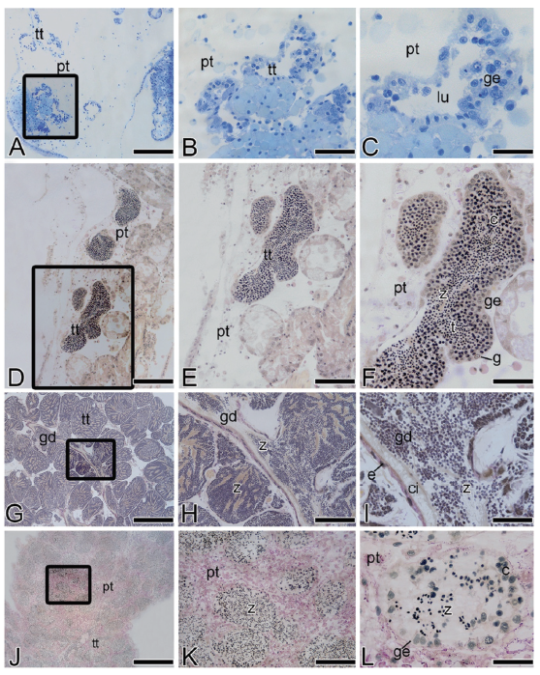 Partial view of longitudinal sections of a testis of the golden mussel L. fortunei. (A-C) View of the regenerating phase of a testis, light microscopy, Toluidine Blue. (A-B) General view of the testicular tubules and pallial tissue. (C) Detail of a tubule showing germ cells, pallial tissue, lumen and epithelium germinal. (D-E) View of the testis in the developing phase, pallial tissue and testicular tubules. (F) Detail of tubule showing pallial tissue, germinal epithelium, spermatogonia, spermatocytes, spermatids and a small amount of spermatozoa. (G-H) General view of the testis in spawning capable phase showing gonadal duct, testicular tubules and spermatozoa. (I) Detail of the ciliated testicular gonoduct showing lumen full of spermatozoa, cilium, gonadal duct and epithelial cells. (J-K) General view of the testis in regressing testicular tubules, pallial tissue and spermatozoa. (L) Details of the testis in regressing testis tubules with some clusters of spermatocytes in the periphery of the tubule and spermatozoa in the lumen, pallial tissue and germinal epithelium. (D-L) Light Microscopy, Periodic-acid Schiff (PAS)/Haematoxylin/Metanil Yellow. c, spermatocytes; ci, cilia; e, epithelial cells; g, spermatogonia; gd, gonadal duct; ge, epithelium germinal; lu, lumen; pt, pallial tissue; tt, testicular tubules; t, spermatids; z, spermatozoa. Scale bars: A, D, G=100 μm; B, E, H, K=50 μm; C, F=20 μm; I, L=15 μm; J=150 μm.