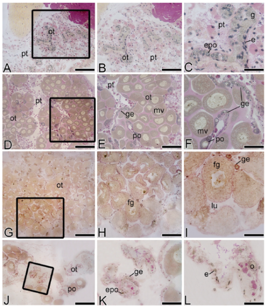 Microscopic features of a longitudinal section of an ovary of the golden mussel L. fortunei. (Light Microscopy, Periodic-acid Schiff (PAS)/Hematoxylin/Metanil Yellow). (A-B) General view of an ovary in the regenerating phase displays pallial tissue and ovarian tubules. (C) Details showing oogonium, pallial tissue, epithelial cells and early prophasic oocytes. (D-E) General view of the part of the ovary in development showing oocytes, pallial tissue, ovarian tubules, germinal epithelium, previtellogenic oocytes and middle vitellogenic oocytes. (F) Developing phase: detail showing the germinal epithelium, with cell nests and oocytes in different steps of development, previtellogenic oocytes and middle vitellogenic oocytes. (G-H) General view of the ovarian tubules in spawning capable phase showing full-grown oocytes dominant, lumen and germinal epithelium. (I) Spawning capable phase: detailed view of a tubule with full-grown oocytes with yolk globules in the ooplasm, germinal epithelium and lumen. (J-K) General view of the ovary in the regressing phase, showing tubules partially empty, previtellogenic oocytes, ovarian tubules, germinal epithelium and early prophase oocytes. (L) Detail of a tubule with atretic oocyte, epithelial cells and oocyte. e, epithelial cells; epo, early prophasic oocytes; fg, full-grown; g, oogonia, ge, germinal epithelium; lu, lumen; mv, middle vitellogenic oocytes; o, oocyte; ot, ovarian tubules; po, previtellogenic oocytes; pt, pallial tissue. Scale bars: A, E, H, J=50 μm; B, F, I, K=20 μm; C=10 μm; D, G=100 μm; L=15 μm.