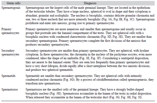 Morphology of male germ cells of the golden mussel L. fortunei