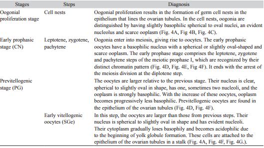 Stages of oogenesis and morphological characteristics of the female germ cells in the golden mussel L. fortunei