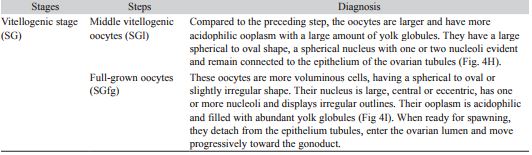 Stages of oogenesis and morphological characteristics of the female germ cells in the golden mussel L. fortunei