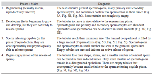 Characterization of the phases in the reproductive cycle of males of the golden mussel L. fortunei