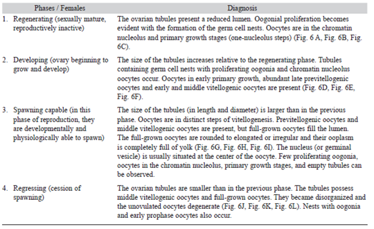 Characterization of the phases in the reproductive cycle of females of the golden mussel L. fortunei