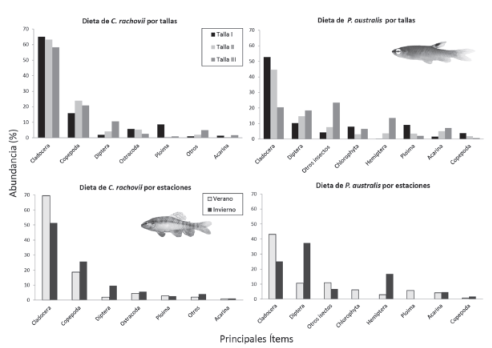 Abundance of the main prey item consumed by C. rachovii and P. australis, according to their size ranges during winter and summer, at shallow lakes of Corrientes, Argentina.