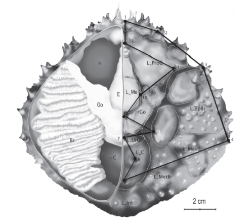 Scheme of D. spinosissimus carapace showing 12 selected landmarks. On the left side are the most important organs under the carapace. Br: gill; C: heart; E: stomach; G: ganglion; Go: gonad; H: hepatopancreas; L_C: cardiac lobe; L_EpBr: epibranchial lobe; L_MesBr: mesobranchial lobe; L_MeG: mesogastric lobe; L MetBr: metabranchial lobe; L_ProG: protogastric lobe; L_UrG: urogastric lobe rGo: gonadal region. Based in Rathbun (1925).