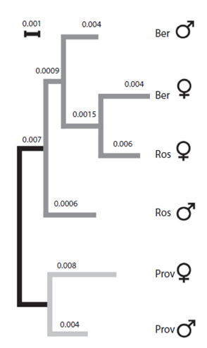 Neighbour-Joinning tree based on Euclidian distances among islands and sexes. All Euclidian distances were highly significant after size correction (0.000<P<0.0003; 10 000 permutations). Numbers in the branches indicate the bootstrap values. Ber: San Bernardo; Prov: Providence; Ros: Rosario. ♀: female; ♂: male.