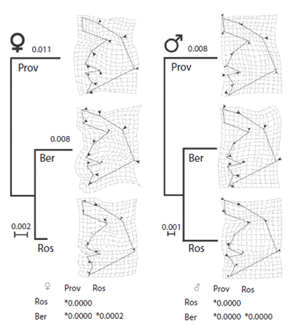 Neighbour-Joinning tree based on Euclidian distances among islands in females (♀) and males (♂) of D. spinosissimus. On the right of each tree the deformation grids are represented showing the carapace shape variation in respect to consensus. All Euclidian distances were highly significant after size correction (0.000<P<0.0002; 10 000 permutations). Numbers in the branches indicate the bootstrap values. Ber: San Bernardo; Prov: Providence, Ros: Rosario.