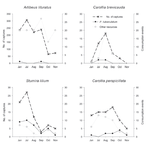 Consumption events and number of captures of frugivorous bats that consumed Piper tuberculatum in Robles, Valle del Cauca, Colombia.
