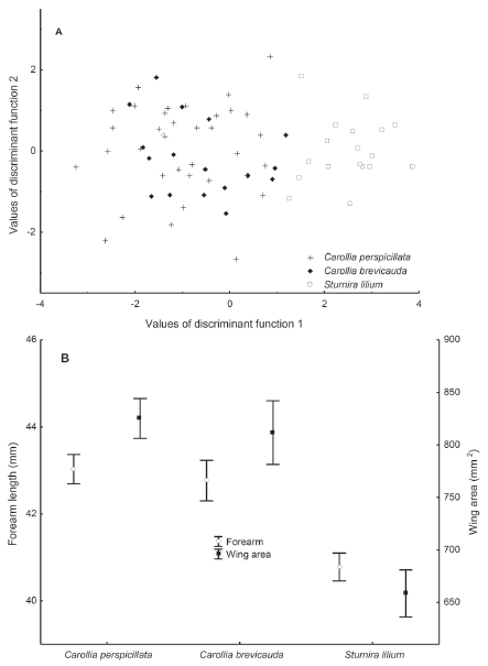 Morphological comparison between Carollia brevicauda, C. perspicillata and Sturnira lilium in Robles, Valle del Cauca, Colombia: A) Discriminant analysis, B) Comparison of forearm length and wing area.