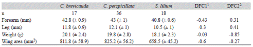 Mean (± standard deviation) of morphological traits measured and their standardized coefficients of the two discriminant functions resulting from a discriminant analysis of individuals of the bat species Carollia brevicauda, Carollia perspicillata and Sturnira lilium in Robles, Valle del Cauca, Colombia