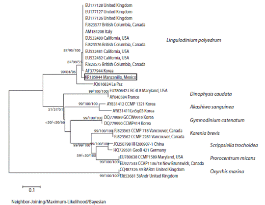 Neighbor-joining (NJ) phylogenetic tree of Lingulodinium polyedrum based on ITS1, 5.8S, and ITS2 sequences. Bootstrap values from NJ, maximum likelihood (ML) and Bayesian are shown. Only bootstrap values > 50 % are indicated. Sequence in box indicates strain obtained for the present study (from Manzanillo, Mexico); sequences of the other strains were obtained from GenBank.