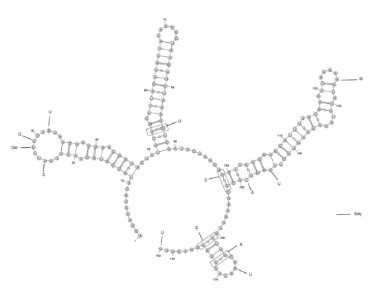 Secondary structures of ITS2 from Lingulodinium polyedrum from Manzanillo, Mexico. Rectangles indicate hemicompensatory base changes (HCBCs).