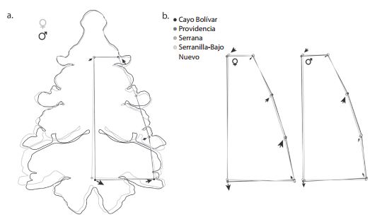 a. Sexual shape dimorphism of sternal plate of P. argus. 
 b. Shape differences of males and females among oceanographic scenarios. Polygons connect the residual coordinates after Procrustes superimposition to the general consensus. Solid circles represent landmarks. Arrows indicate the highest differences in sternal plate shape.