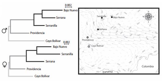 Neighbour Joining tree based on Euclidean distances among the sternal plate shape of P. argus from the archipelago San Andrés, Providencia and Santa Catalina.