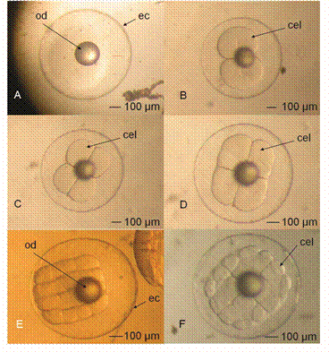 Desarrollo embri&oacute;nico de C. squamipinnis. (A) Huevo fertilizado (30 mdd). (B) Primera divisi&oacute;n mit&oacute;tica (1 hdd). (C) Segunda divisi&oacute;n mit&oacute;tica (1:30 hdd). (D) Tercera divisi&oacute;n mit&oacute;tica (2 hdd). (E) Cuarta divisi&oacute;n mit&oacute;tica (2:30 hdd). (F) Quinta divisi&oacute;n mit&oacute;tica (3:00 hdd). (od) Gota de aceite. (ec) C&aacute;psula de huevo. (cel) C&eacute;lula.