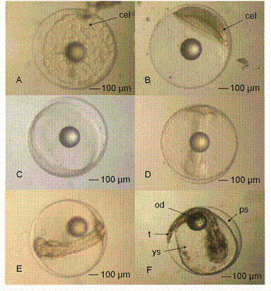 Desarrollo embri&oacute;nico de C. squamipinnis. (A) M&oacute;rula temprana (3:30 hdd). (B) Bl&aacute;stula (4:30 hdd). (C) G&aacute;strula (8:30 hdd). (D) Embri&oacute;n en forma de C (10 hdd). (E) Embri&oacute;n en forma de C (10 hdd). (F) Embri&oacute;n en forma de S (12 hdd). (od) Gota de aceite. (cel) C&eacute;lula. (t) Cola. (ps) Espacio perivitelino. (ys) Saco vitelino.