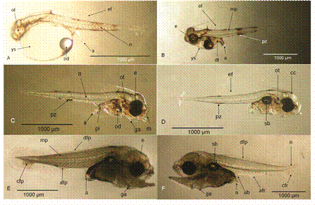 Desarrollo larval de C. squamipinnis. (A) Larva eclosionada (19 hdd). (B) Absorci&oacute;n del saco vitelino (37 hdd). (C) Larva con la boca abierta (3 ddd). (D) Larva con la vejiga natatoria llena (4 ddd). (E) Larva en preflexi&oacute;n (10 ddd). (F) Larva en flexi&oacute;n (11 ddd). (ol) Lente ocular. (ef) Aleta embrionaria. (n) Notocordia. (a) Ano. (od) Gota de aceite. (ys) Saco vitelino. (e) Ojo. (dt) Tracto digestivo. (pz) Zona pigmentada. (mp) Paquete muscular. (ot) Otolito. (m) Boca. (ga) Arcos branquiales. (pi) Intestino pigmentado. (cc) C&aacute;psula cerebral. (sb) Vejiga natatoria. (dfp) Primordio de la aleta dorsal. (cfp) Primordio de la aleta caudal. (afp) Primordio de la aleta anal. (cfr) Radios de la aleta caudal. (ub) Vejiga urinaria. (afr) Radios de la aleta anal.