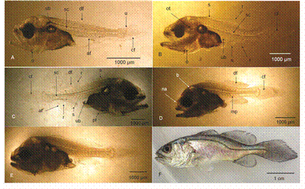 Desarrollo larval de C. squamipinnis. (A) Larva en postflexi&oacute;n (14 ddd). (B) Larva postflexi&oacute;n (20 ddd). (C) Larva en postflexi&oacute;n (22 ddd). (D) Larva en postflexi&oacute;n (25 ddd). (E) Juvenil (29 ddd). (F) Juvenil escamado (47 ddd). (sc) Columna vertebral. (s) Espina. (df) Aleta dorsal. (u) Urostilo. (cf) Aleta caudal. (af) Aleta anal. (ot) Otolito. (r) Radios. (ub) Vejiga urinaria. (o) Op&eacute;rculo. (pf) Aleta p&eacute;lvica. (na) Narina. (b) Cerebro. (mp) Paquete muscular.