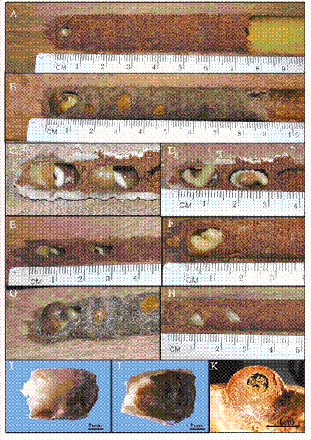 Characteristics of nests and larval development of Centris (Hemisiella) dichrootricha: (A) red soil; (B) gray soil; (C) and (D) larvae of nest after removal from the area (11/09/2012) and after four days of development (11/13/2012), respectively; after this stage, one individual of Mesocheira bicolor emerged at 25 days (cell C2) and one female of C. dichrootricha emerged at 27 days (cell C1); (E) larvae feeding from nectar (individuals emerged after 35 days); (F) larva in cell C1 (one individual emerged after 27 days); (G) larva finishing the cocoon (individual emerged after 28 days); (H) cocoon of light yellow color (individuals emerged after 22 and 24 days); (I) and (J) cocoon; and (K) nest plug after individuals had emerged.